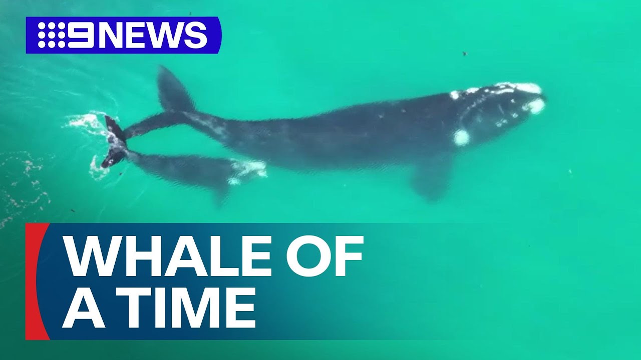 Warning to keep clear of whales | 9 News Australia