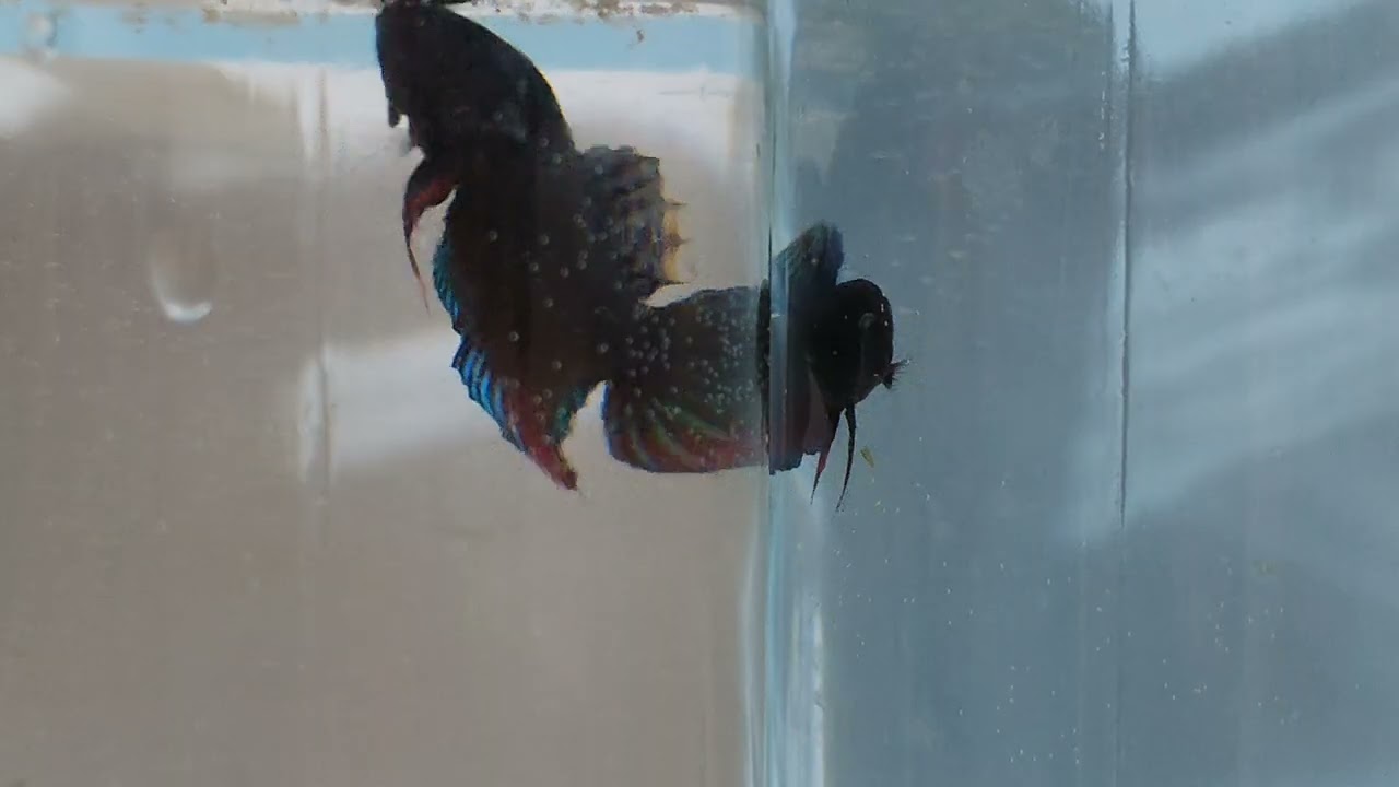 #ត្រីក្រឹមព្រៃ#bettafish#bettafish 