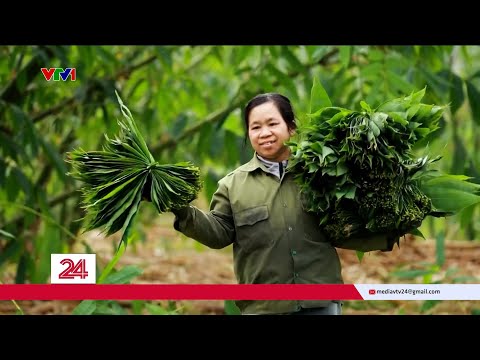 Chuyển động 24h ngày 11/01: Hái lá ra tiền | VTV24