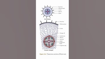 Transverse section of Dicot root