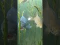 #angling #carp #underwater #fishing #carpfishing #鯉釣り #水中映像 #shorts