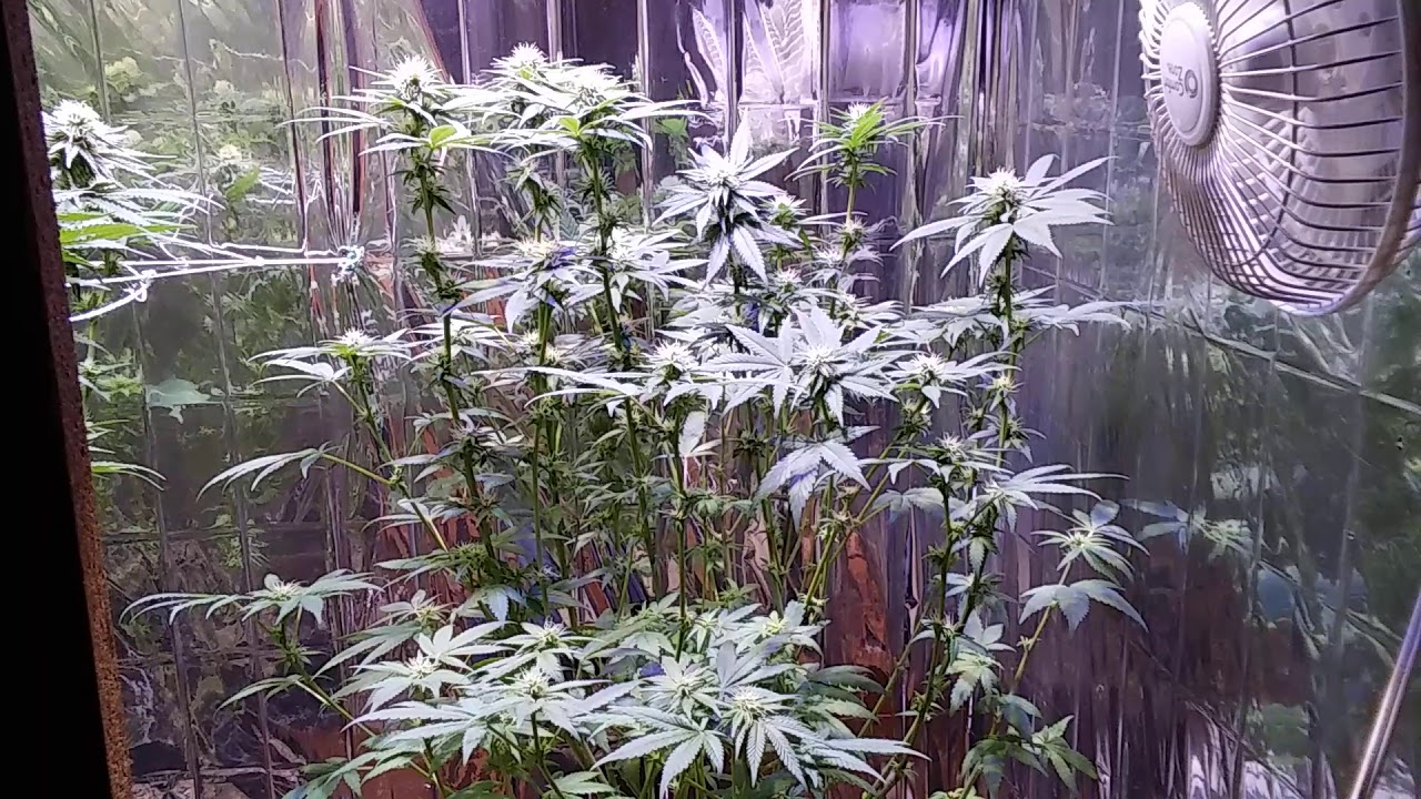 Day 22 Of Flower Leaf Strip