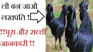 मुर्गे की ये नस्ल बनाएगी आपको लाखपति ! कड़कनाथ | एक अंडे की कीमत पचास रुपये |