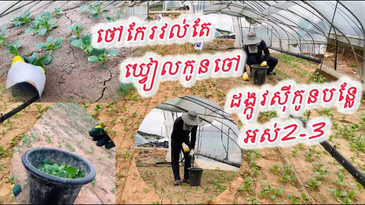 ថៅកែមិនបានមើលកូនបន្លែដង្កូវសុីកូនបន្លែអស់3 4រង