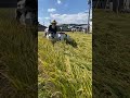 クボタコンバインAR211は2条刈り袋取り（ホッパータイプ）で中割りもできる！#shorts