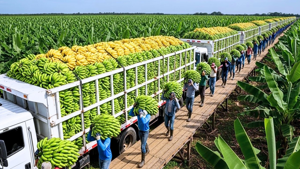50 MOMENTOS ÉPICOS de COSECHA que NUNCA has VISTO  MEGA COSECHA de FIN de AÑO