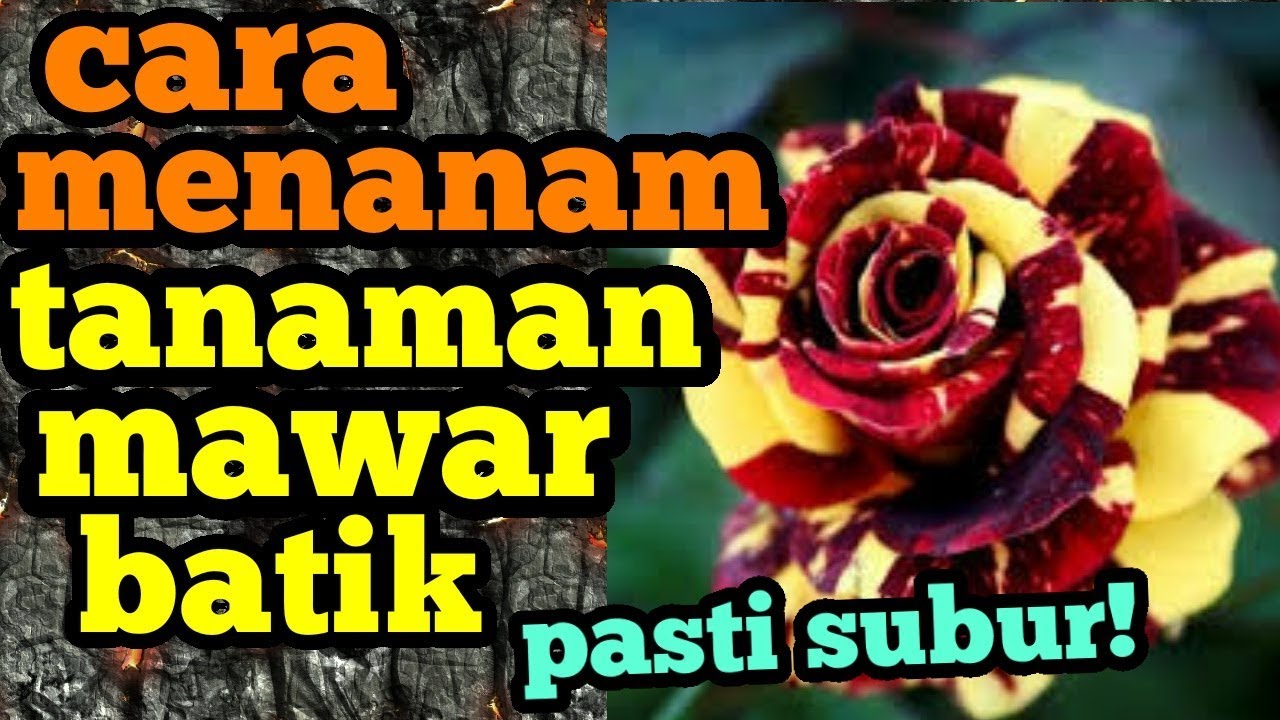 Cara Menanam Mawar Batik Agar Subur Youtube Kesuburan Menanam Mawar