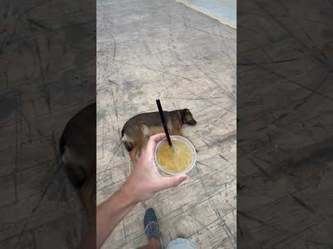 Опохмелил друга в конце 😅🐶 #cocktail #trend #asmr #bar #тренды #море