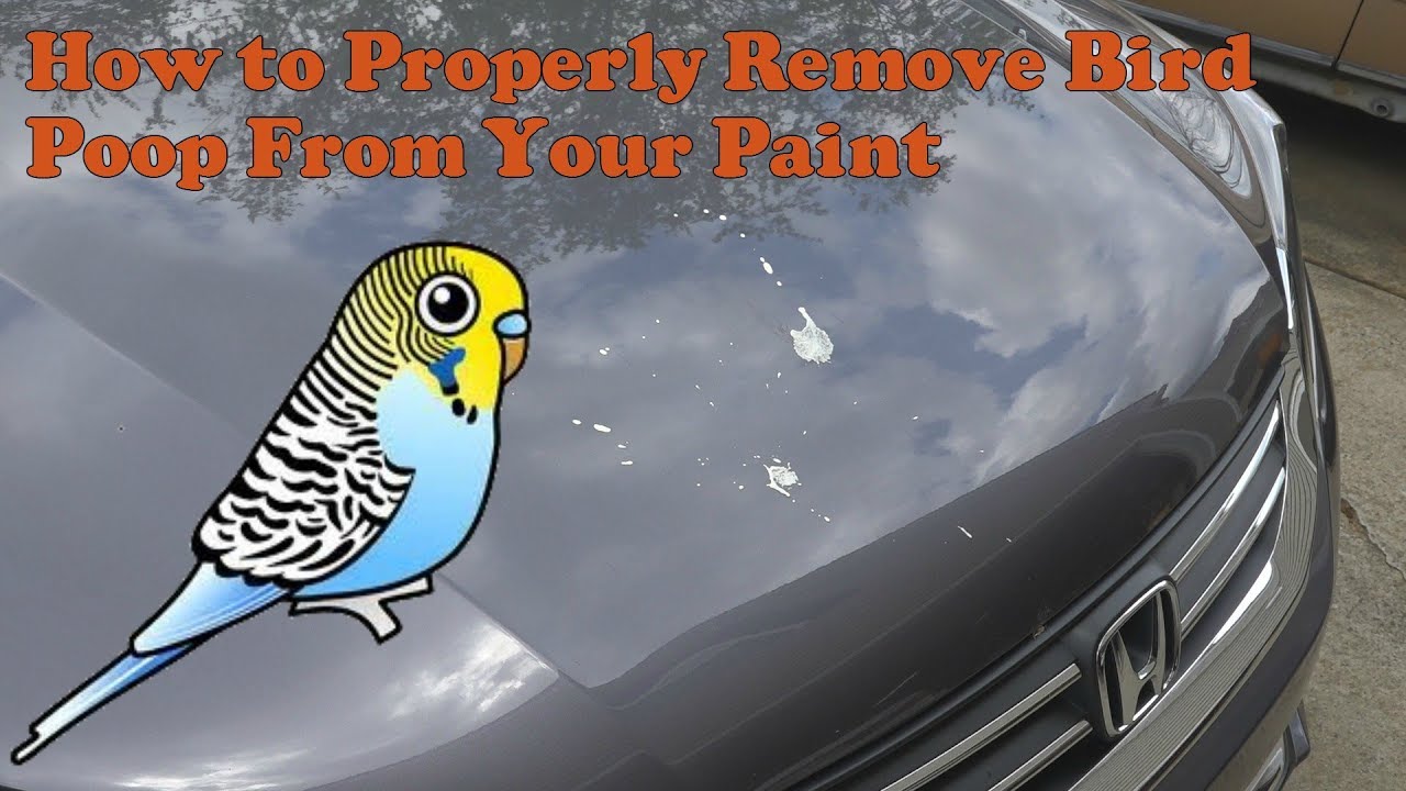 How to properly remove bird poop from paint YouTube