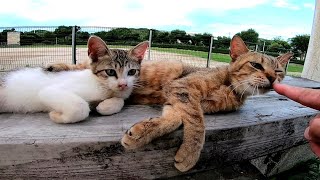 ベンチで寝ていた野良猫の親子をナデナデしたら
