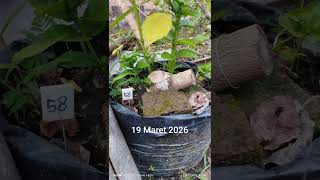 sancang 58 umur 6 bulan #bonsai #winatabonsai #bonsaitree #sancang