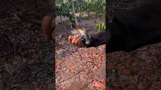 Burung KUTIPANG lawan kutilang liar 9x tarung #kutilangmania