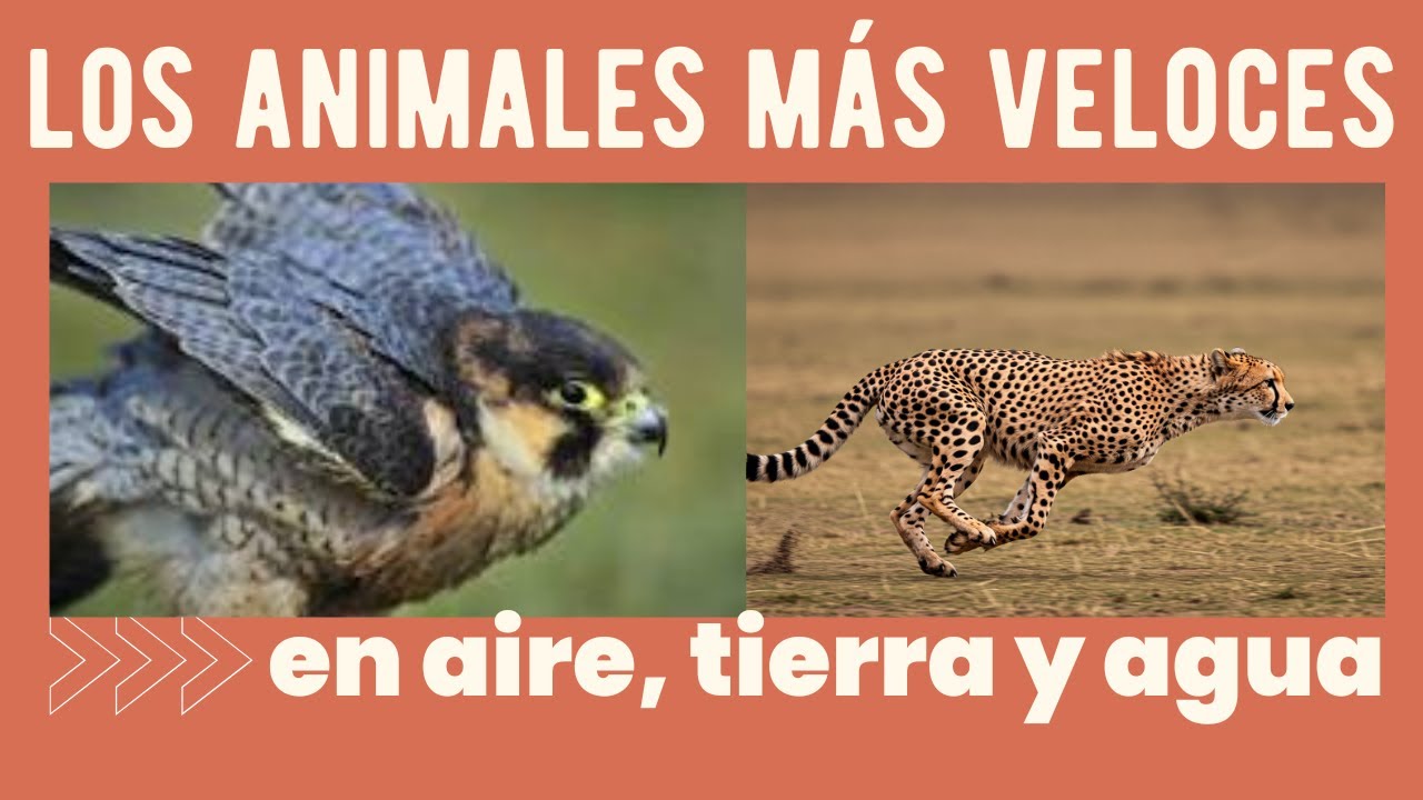Los Animales Más Rápidos del Planeta (¡El #1 es IMPOSIBLE de alcanzar!)