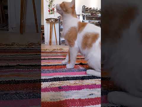 بعيونه بضرب 100 مثل منير