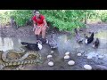 Survival skills: Catch snake & duck Pick duck egg for food - Grilled duck egg in the mud for dinner