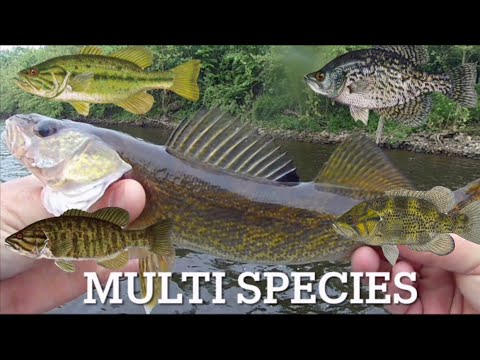 Multi-species River fishing ,May 2024 #articspinner #delawareriver #bassfishing
