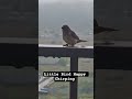 #Little Bird Surprise Visit #LittleBirdDombivli #ChirpingBird #NatureAtDombivliHome#DombivliNature