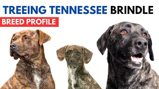 Treeing Tennessee Brindle Breed Profile History - Price - Traits - Treeing Tennessee Grooming Needs