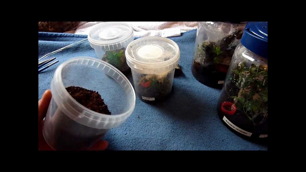How to raise Avicularia spp. slings ?