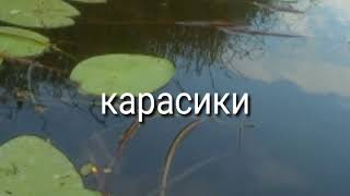 Каргаполово. Сузунский Район.