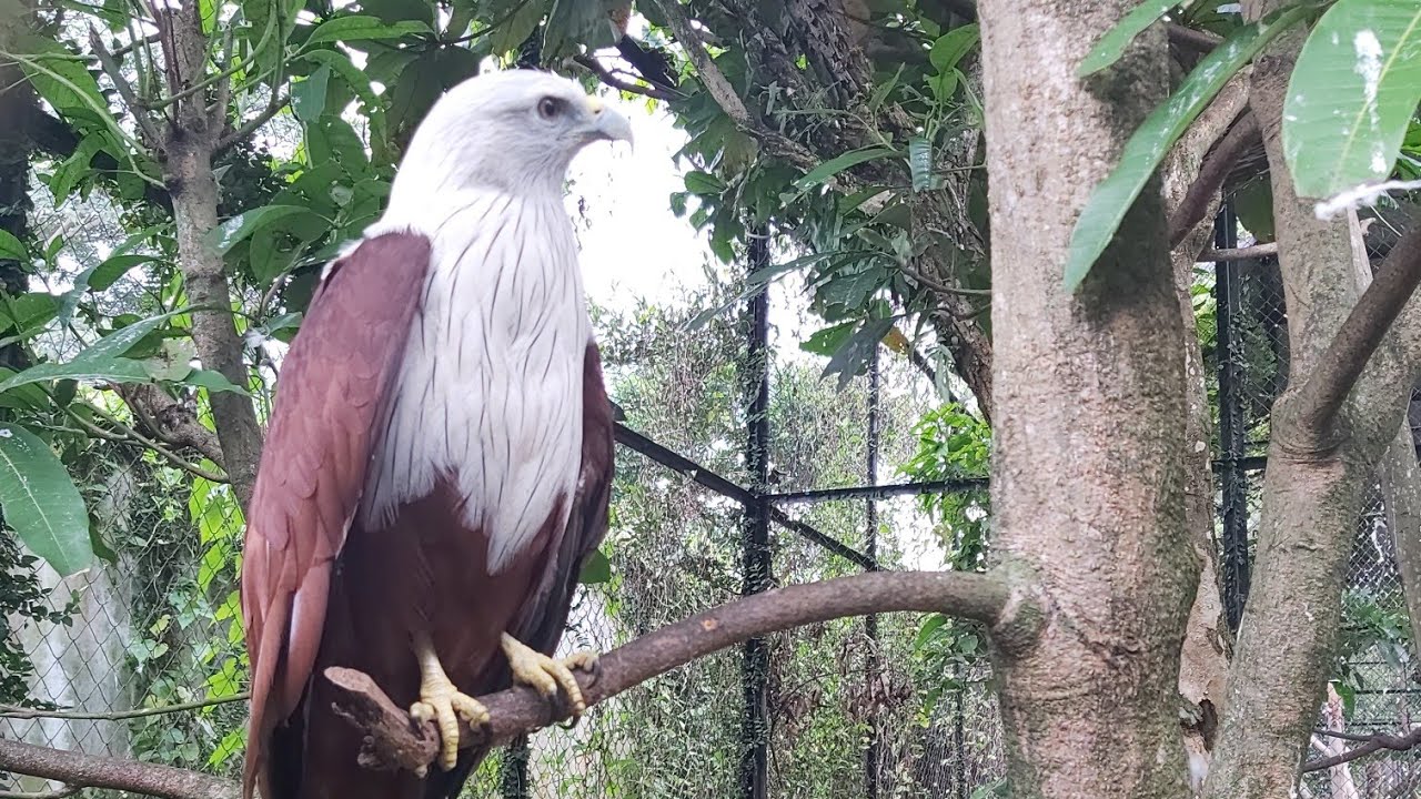 Brahminy Kite / Elang Bondol 