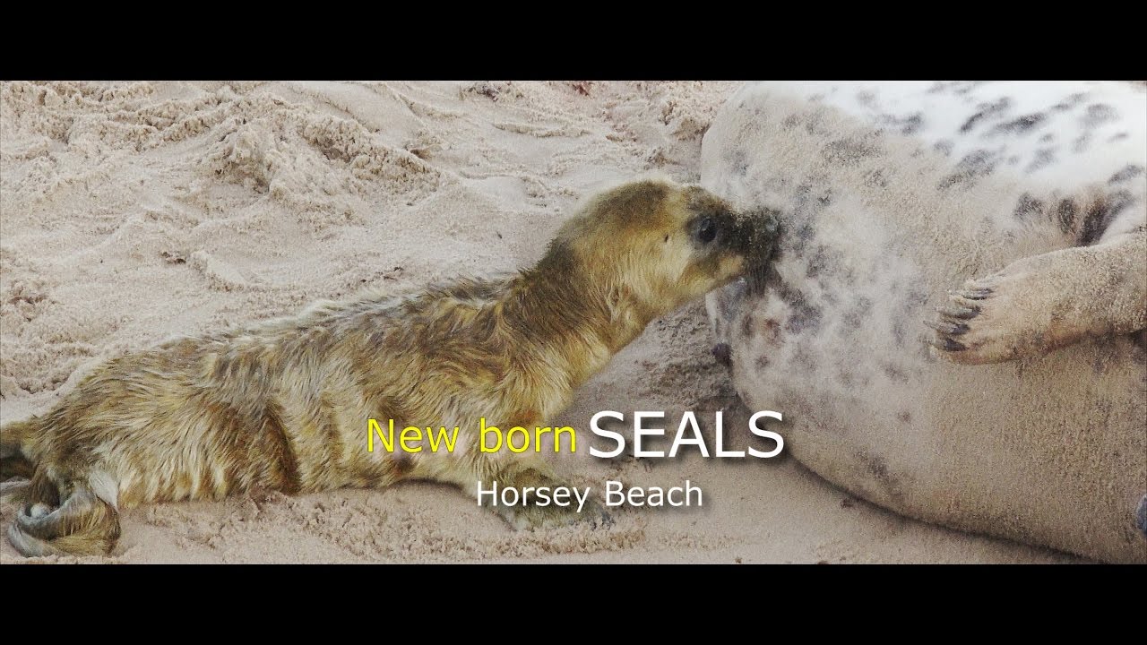Baby Seals Horsey Beach Norfolk YouTube