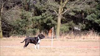 Mistrzostwa Opola Obedience Klasa 1 - Orson