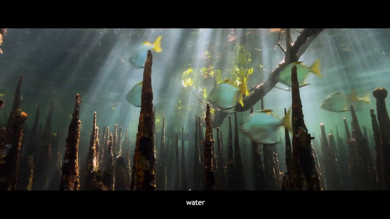 Biodiversity is everything - Full Version