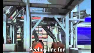 Peeling Brushing By Tummers Methodic