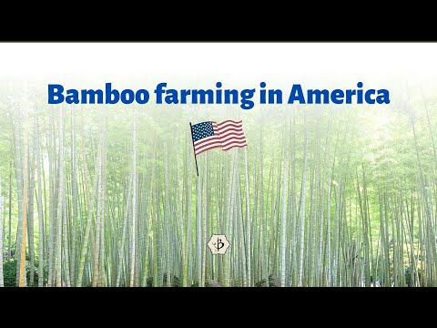 Bamboo farming in America