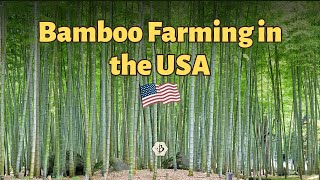 Bamboo Farming In America