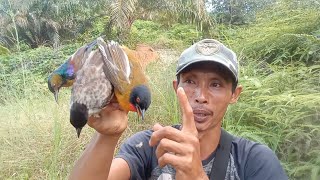 Mikat burung dengan racikan getah pulai & lem tikus 100% Ampuh