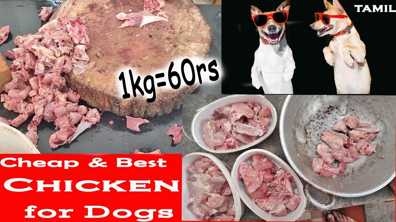 can a dog eat frozen chicken