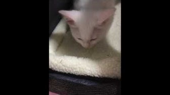 ダイクロイックアイ Youtube