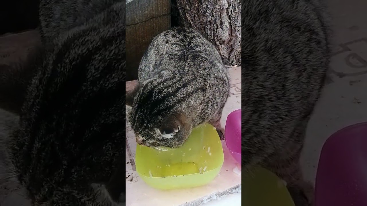 +1000р. Алексей Вячеславович Р. СПАСИБО!!! на Сбербанк 2202203654418625 Елена К. 4 февраля 2026г.