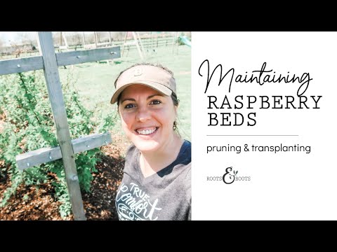 Maintaining a Raspberry Bed