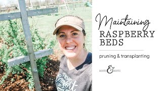 Maintaining a Raspberry Bed