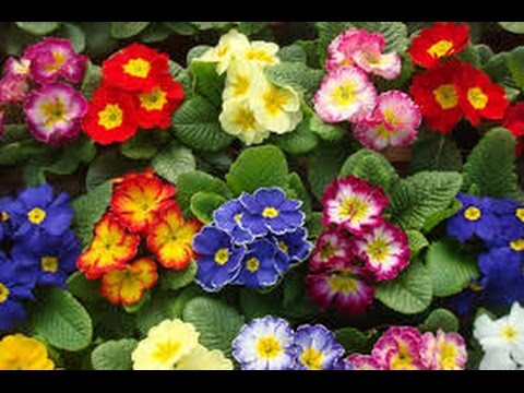 МАСТЕР-КЛАСС ТРАВНИЦЫ : ПРИМУЛА ЛЕЧИТ ПОЧКИ И ЛЁГКИЕ 7.03.2017