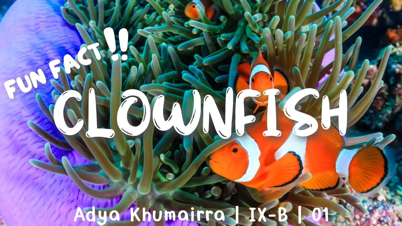 CLOWNFISH FUN FACTS (REPORT TEXT) - Adya Khumairra 9B/01 - YouTube