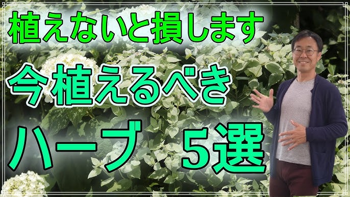 ガーデニング 虫よけ 猫よけ植物5選 ハーブコーディネーターがオススメするオーガニックな虫よけ 猫よけ Youtube ガーデニング 虫よけ 猫よけ植物5選 ハーブコーディネーターがオススメするオーガニックな虫よけ 猫よけ Youtube