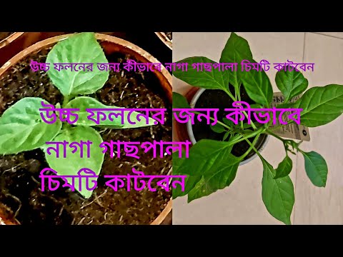 How to Pinch Naga Plants or Chilli Peppers Plants for lots of Branches & Fruit | Shokher Bagan 2021