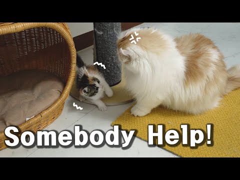 <strong>Somebody</strong> Help!!!