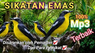 SIKATAN EMAS🔥SUARA KHAS JANTAN MEMANGGIL🔥NANTANGIN MUSUH DIHUTAN🔥DISUKAI PEMIKAT DAN PEMASTER🔥