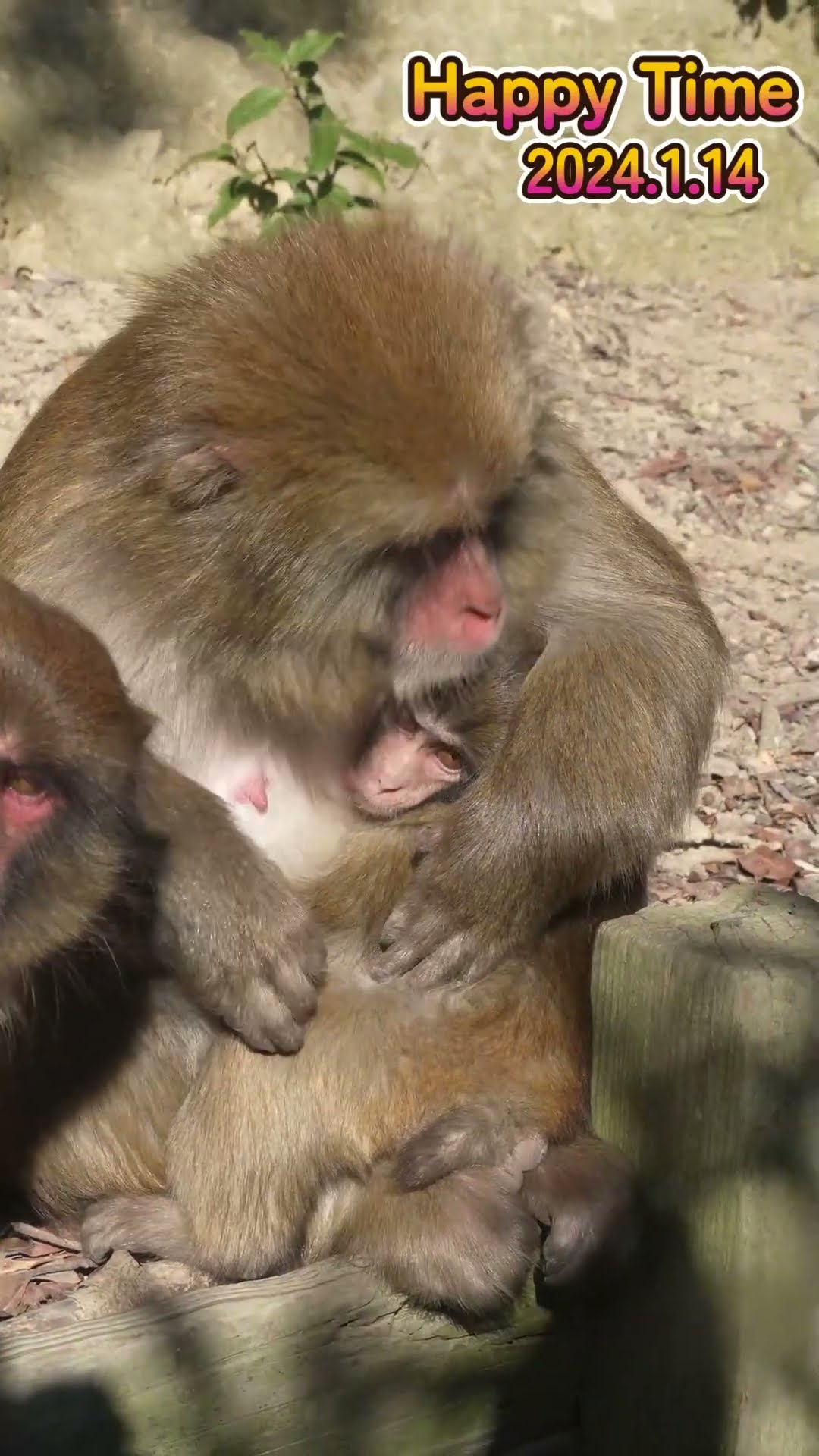 Happy Time #monkey #赤ちゃん #shorts - YouTube