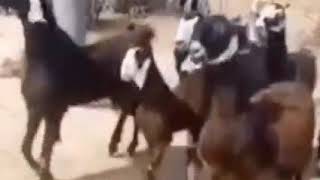 Funny Goats Dancing Pakistani Video | Meme Templates