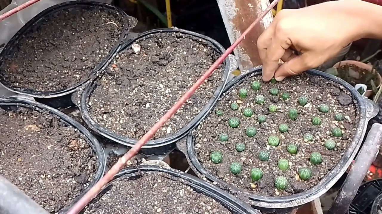 Astrophitum Asteria Repique Obligatorio