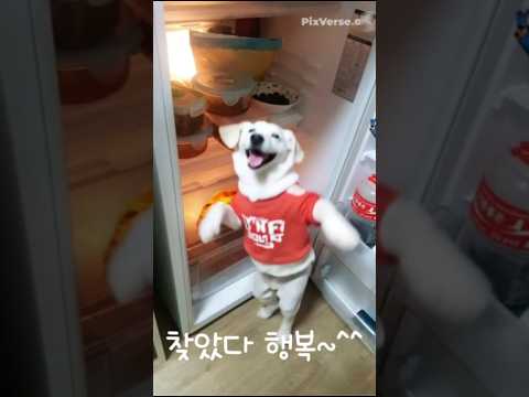레브라도 ! 두부의 냉장고 털어먹기😂  #리트리버 #두부망고 #강아지일상 #댕댕이춤 #AI영상 #천재견 #강아지반응#반려견 #dogshorts