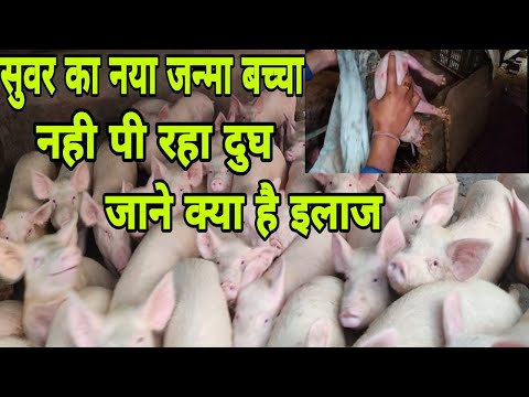 वीडियो: सुअर का बच्चा कैसे बनाते हैं