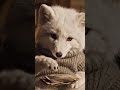How I Miss You All 🦊 #fox #cute #animals