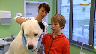 Firbcologi: mikročip